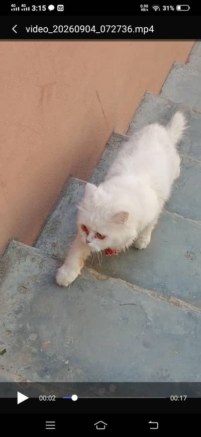 Persian male