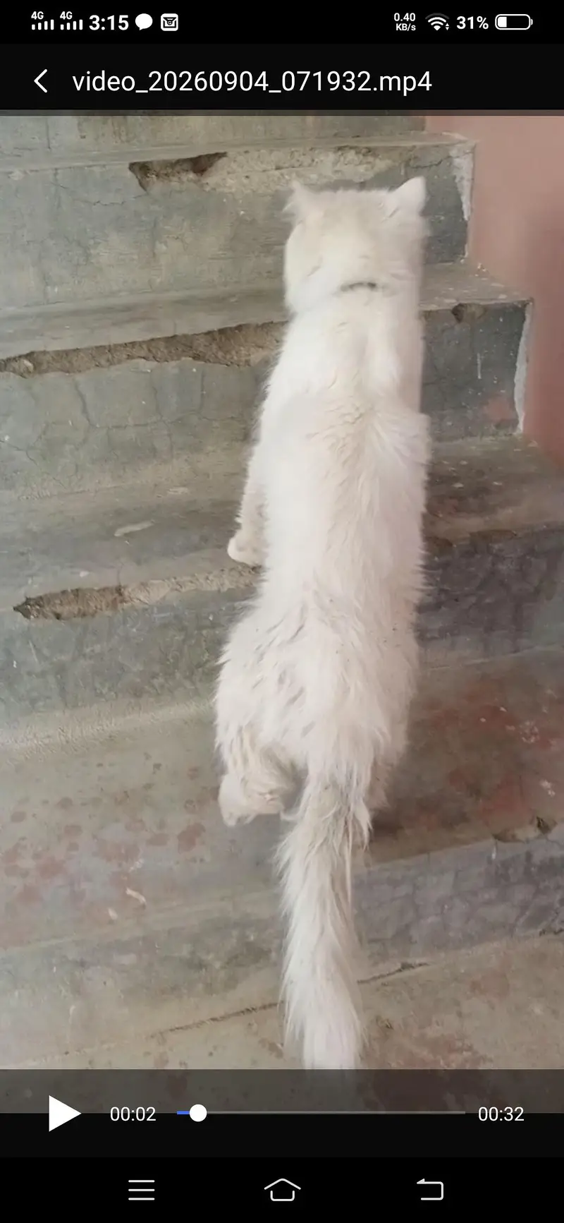 Persian male — photo 3