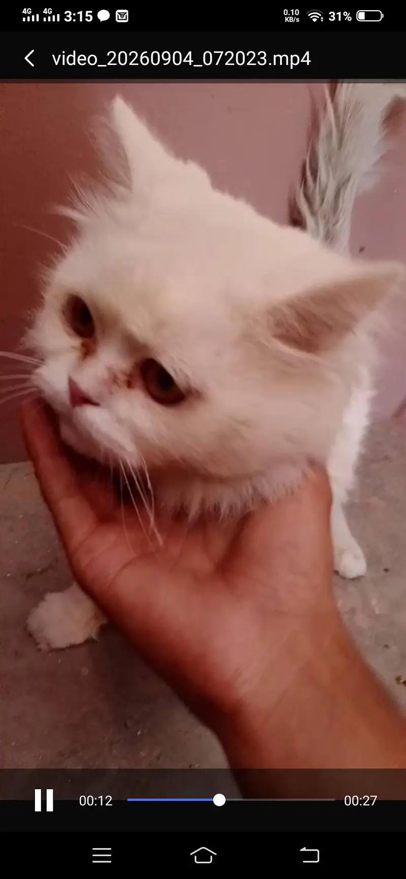 Persian male — photo 5