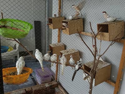 Fawn Java breeder pair