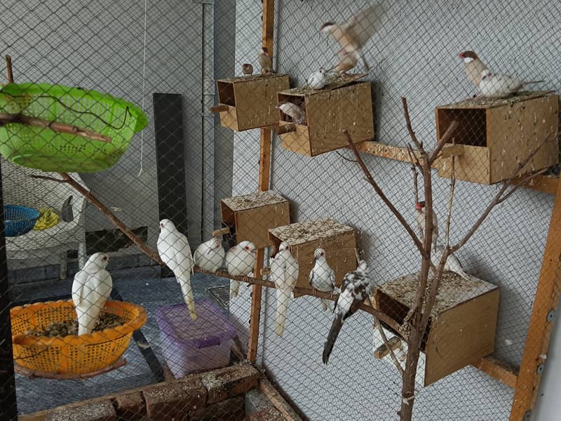 Fawn Java breeder pair 0