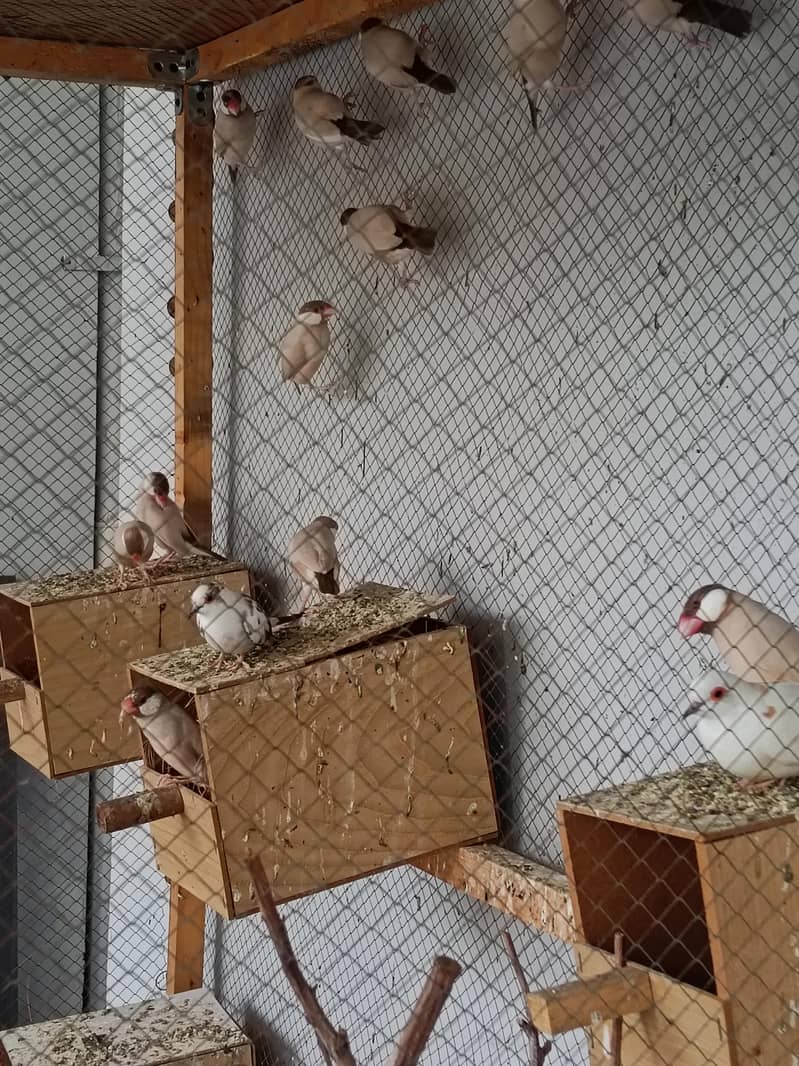 Fawn Java breeder pair 1