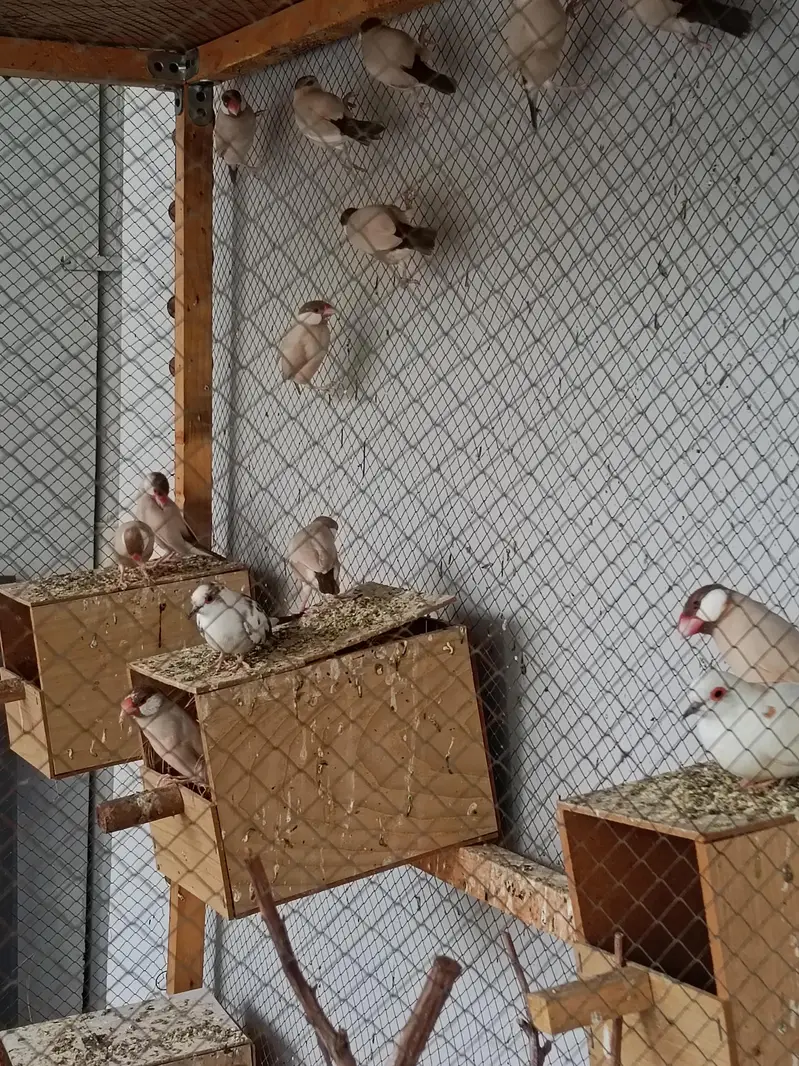 Fawn Java breeder pair — photo 2