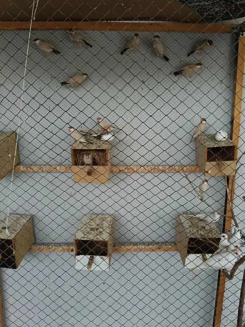 Fawn Java breeder pair — photo 3