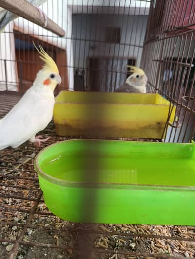 Cockatiel pair for sell
