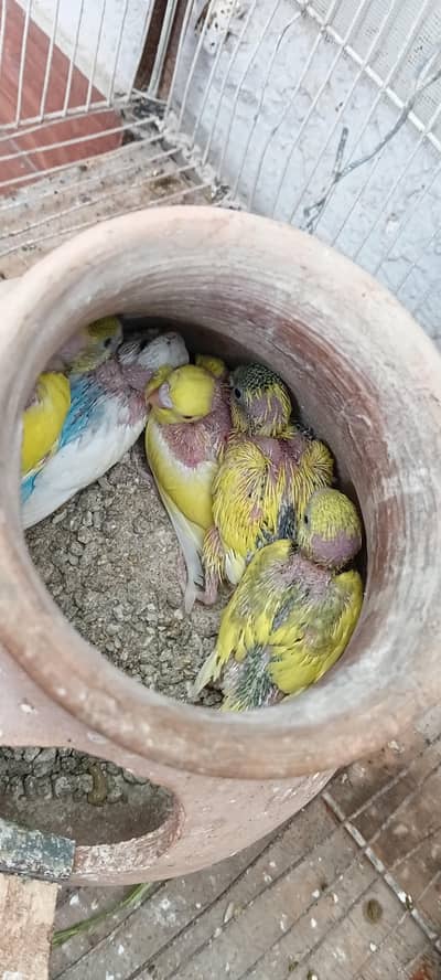 2 pairs with 5 chicks 03212144916
