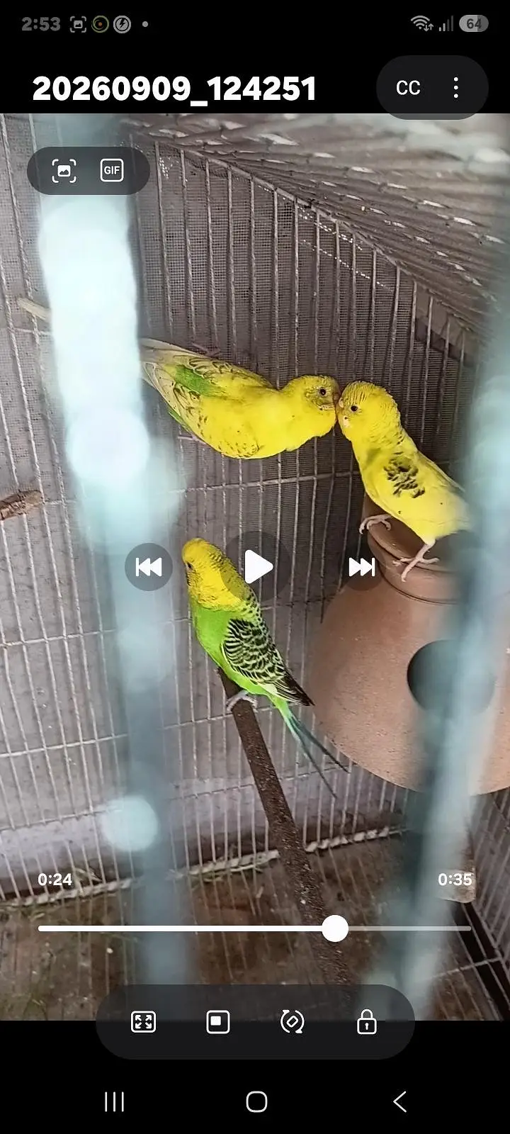 2 pairs with 5 chicks 03212144916 — photo 2
