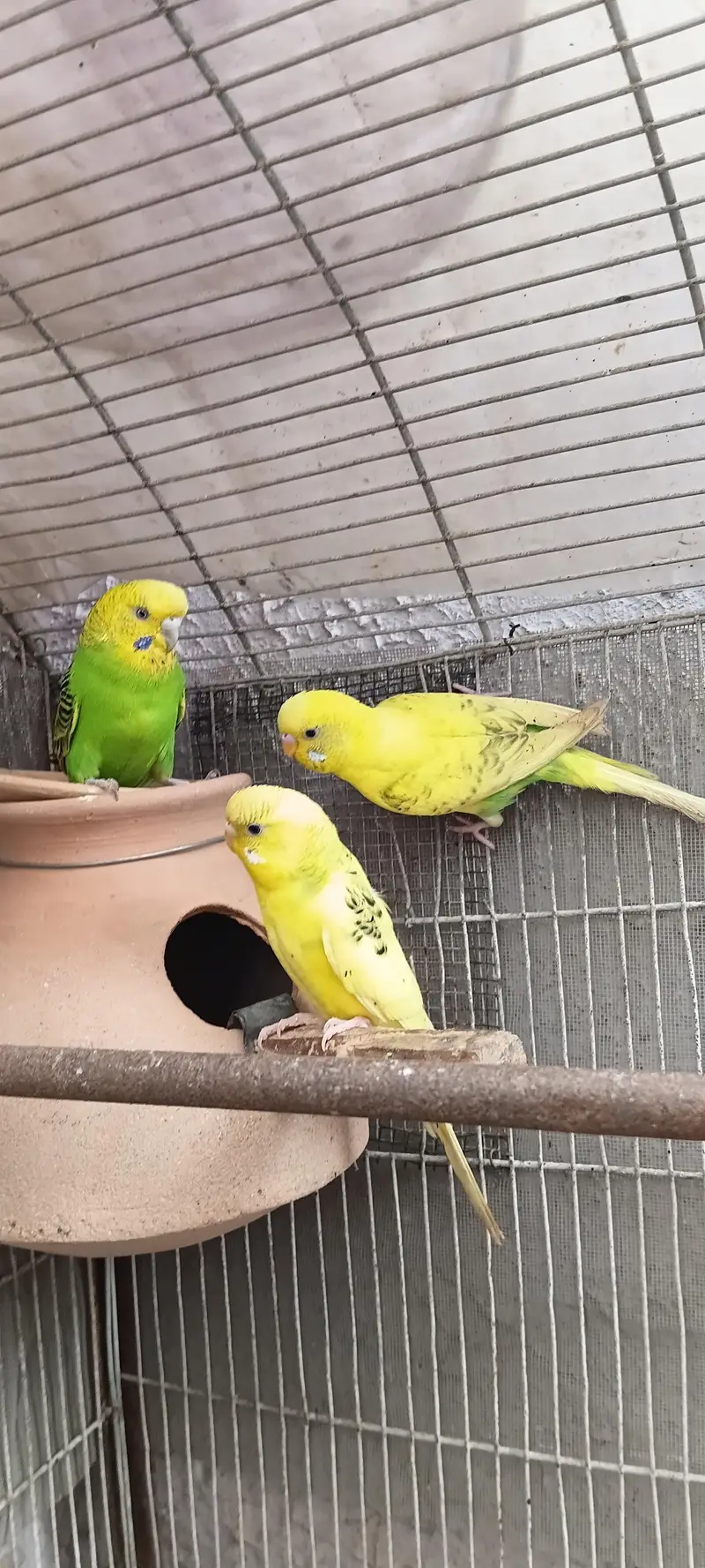 2 pairs with 5 chicks 03212144916 — photo 3