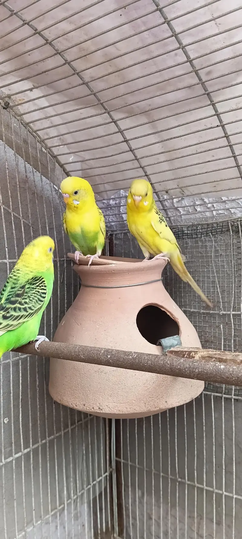 2 pairs with 5 chicks 03212144916 — photo 4