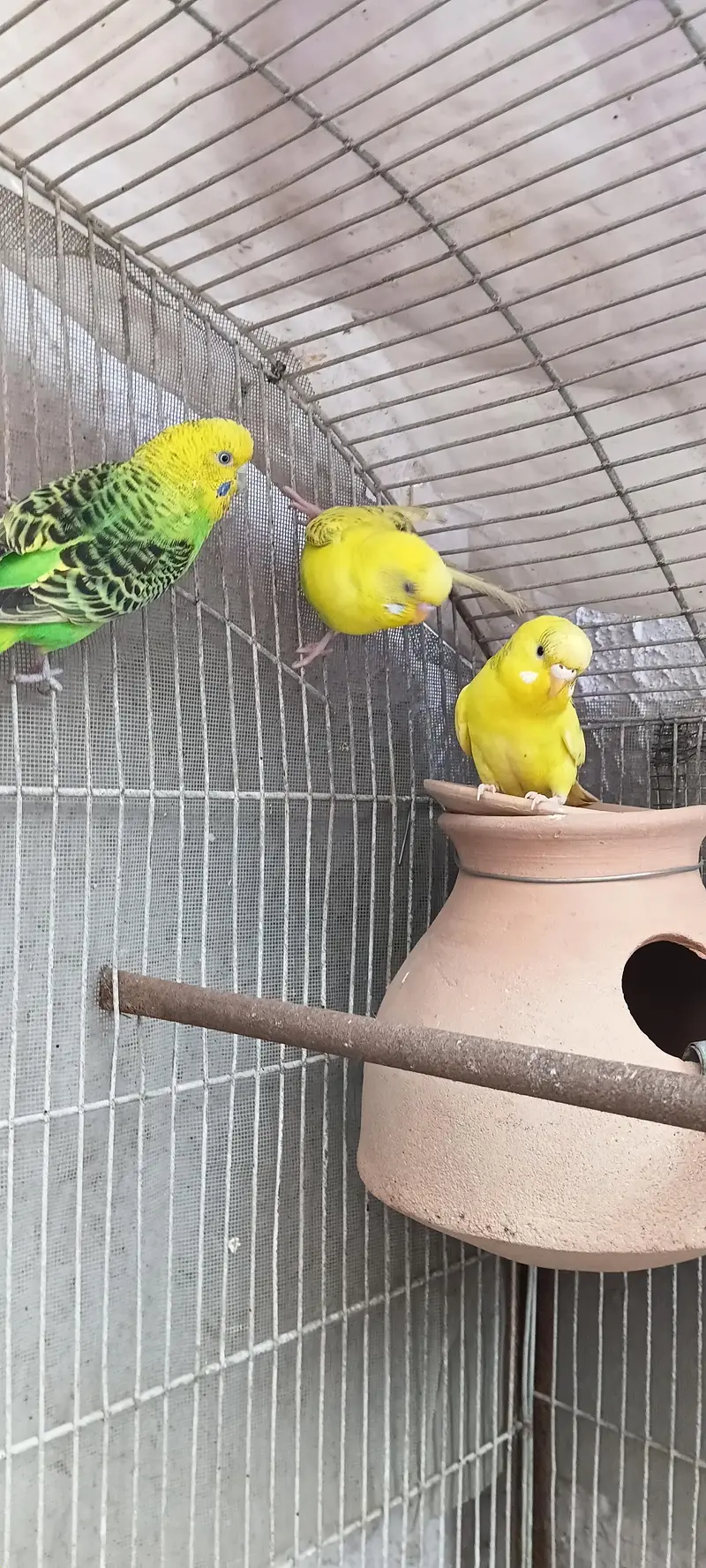 2 pairs with 5 chicks 03212144916 — photo 5