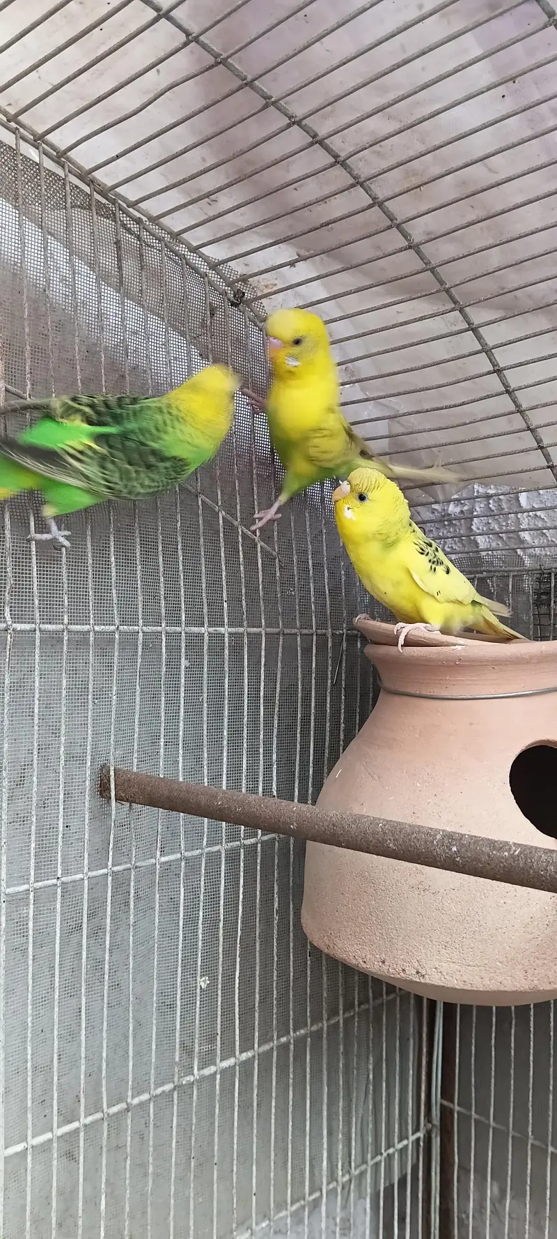 2 pairs with 5 chicks 03212144916 — photo 6