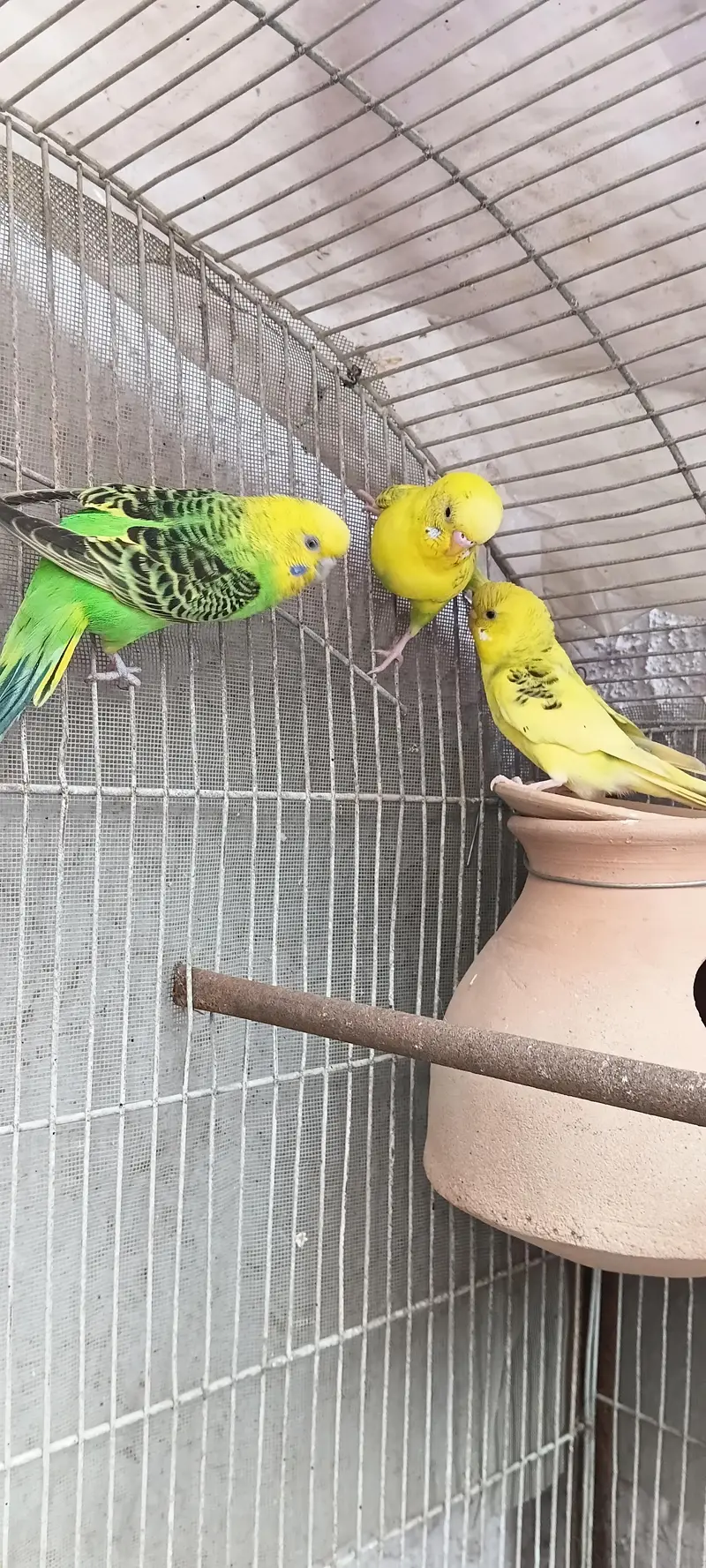2 pairs with 5 chicks 03212144916 — photo 7