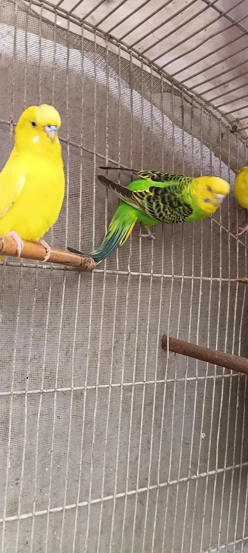 2 pairs with 5 chicks 03212144916 — photo 8
