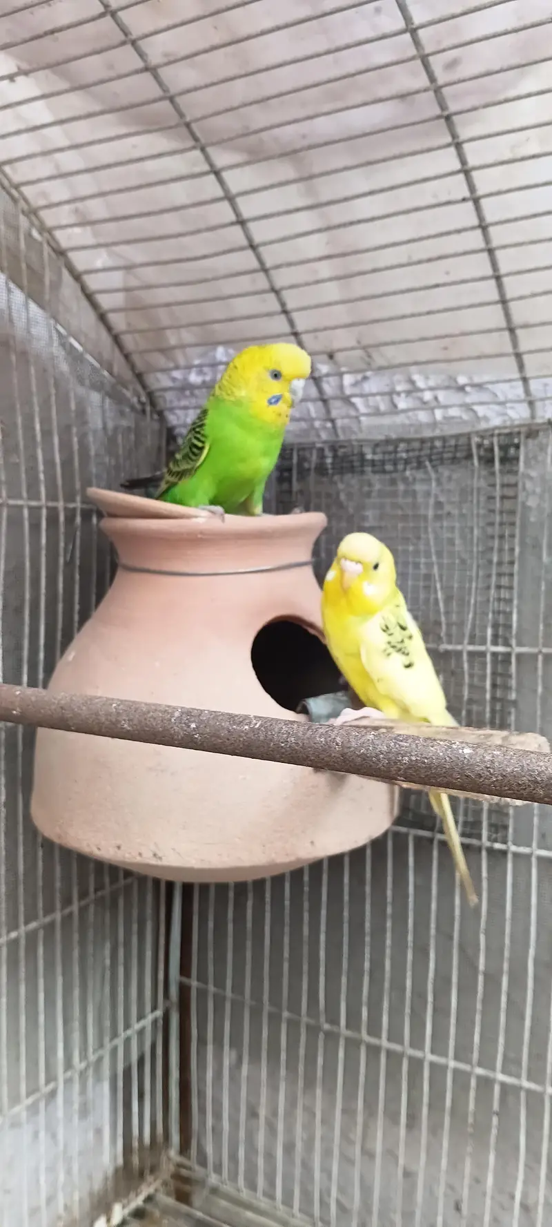 2 pairs with 5 chicks 03212144916 — photo 9