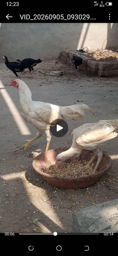 aseel Heera breed 03212989467