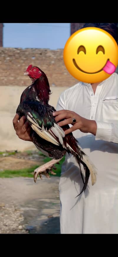 Aseel murga