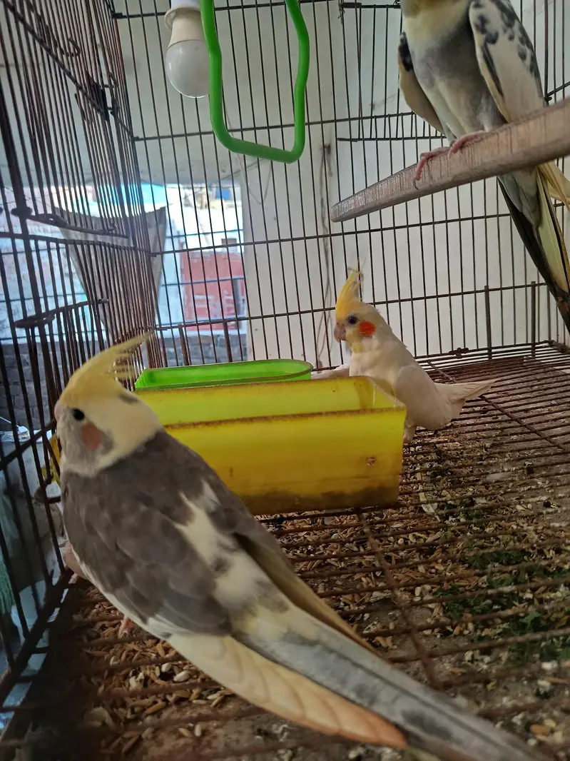 Cockatiel pair for sell — photo 2