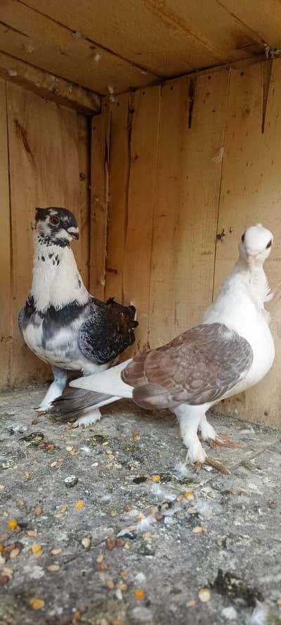sentinent beautiful breeder pair