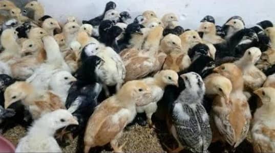 Aseel shamo chicks for sale 800 rs per pease