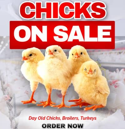 Aseel shamo chicks for sale 1000 rs per piece and all type of chicks