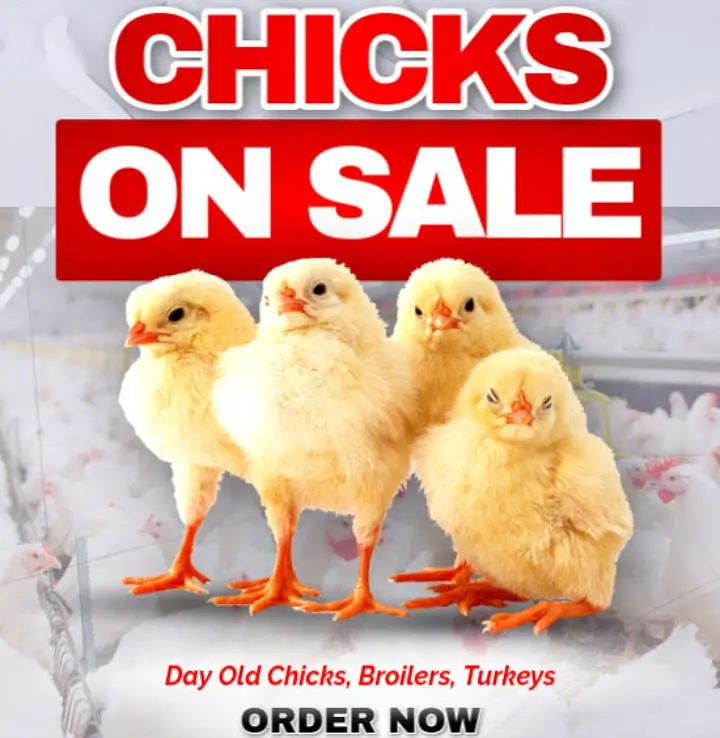 Aseel shamo chicks for sale 800 rs per pease — photo 2