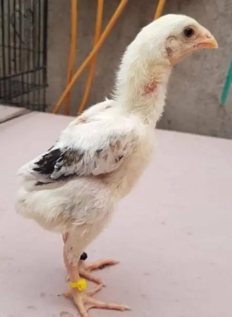 Aseel shamo chicks for sale 800 rs per pease — photo 3