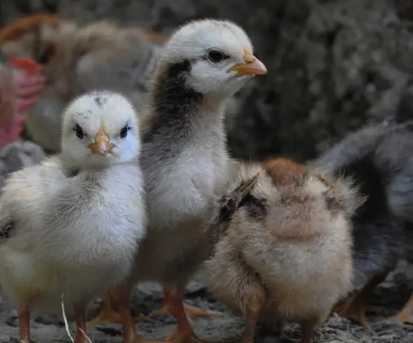 Aseel shamo chicks for sale 800 rs per pease — photo 4