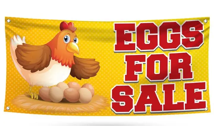 Aseel shamo chicks for sale 800 rs per pease — photo 5