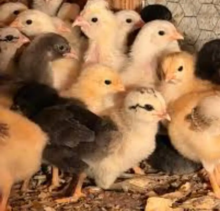 Aseel shamo chicks for sale 800 rs per pease — photo 6