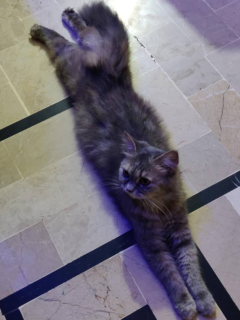 Persian cat for sell 0