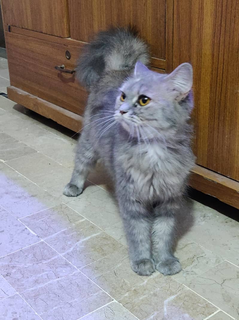 Persian cat for sell 1