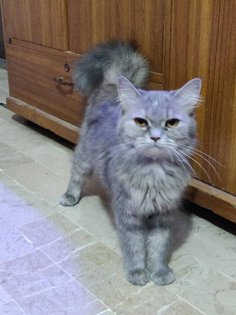 Persian cat for sell 2
