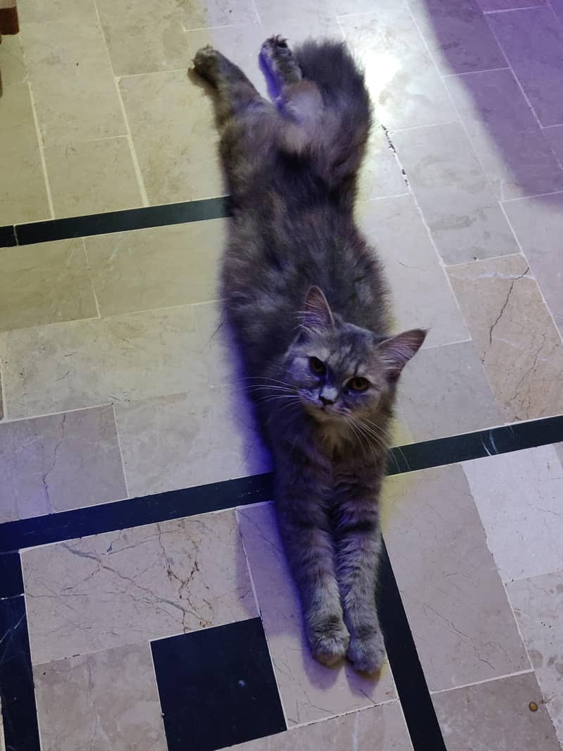 Persian cat for sell 3