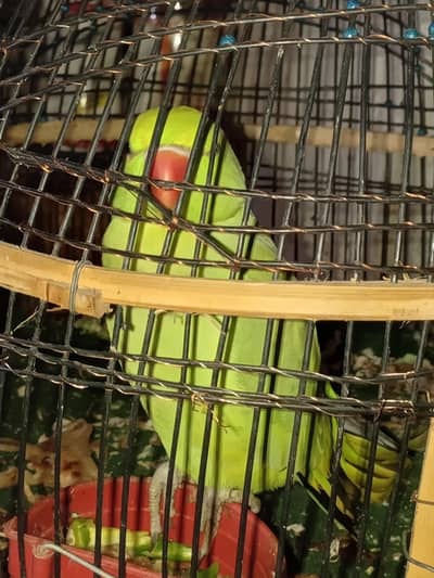 talking  parrot urgent sale need for money
