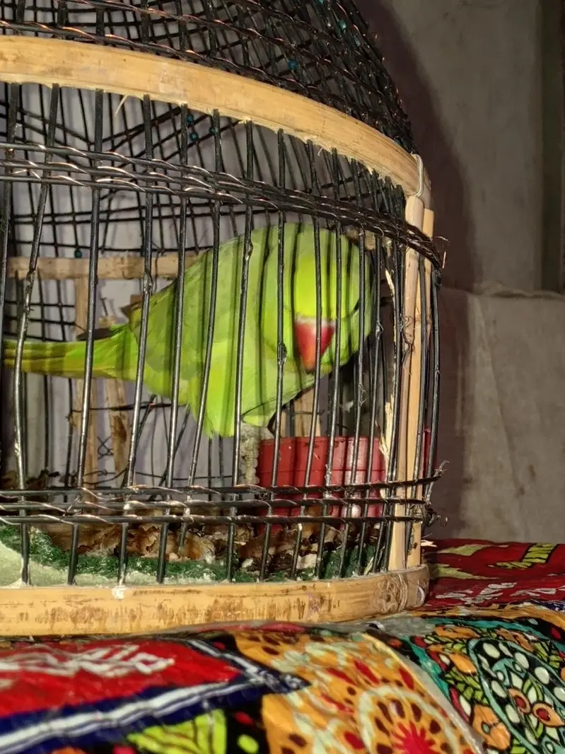 talking  parrot urgent sale need for money — photo 2
