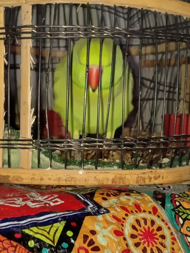 talking  parrot urgent sale need for money — photo 3