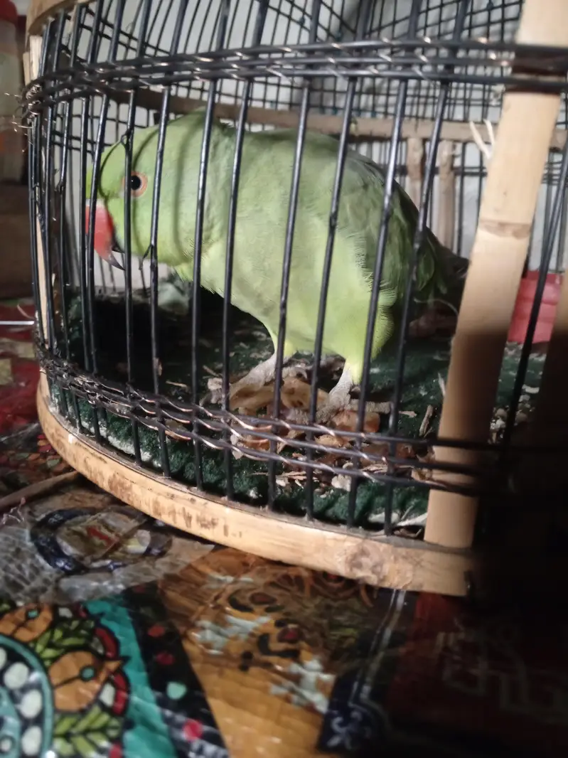 talking  parrot urgent sale need for money — photo 4