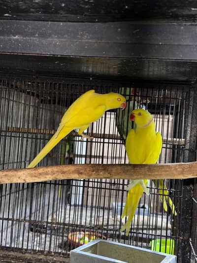 Sun cnoore parrot healthy active birds