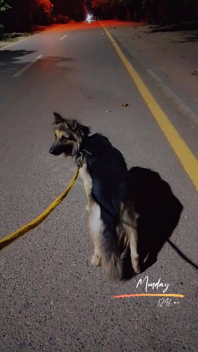 German Shepherd Long Coat urgent sale