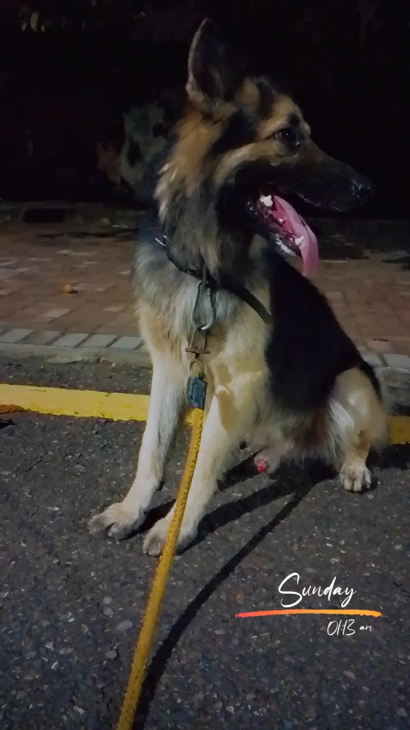 German Shepherd Long Coat urgent sale — photo 2