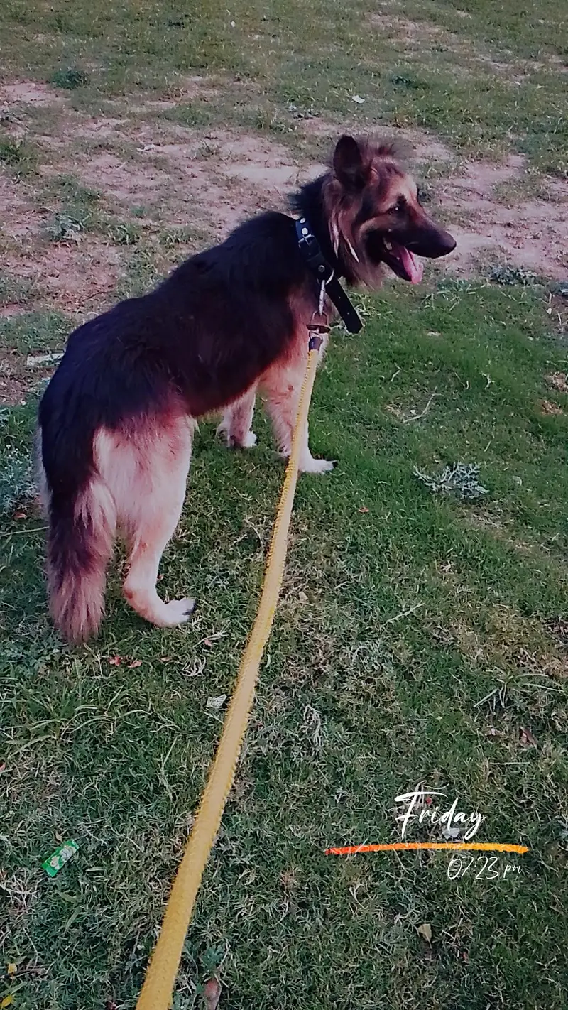 German Shepherd Long Coat urgent sale — photo 3