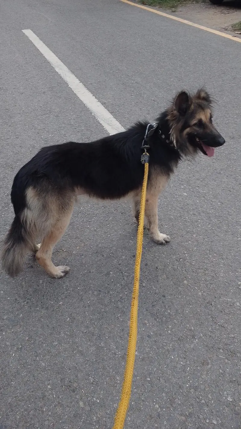 German Shepherd Long Coat urgent sale — photo 4