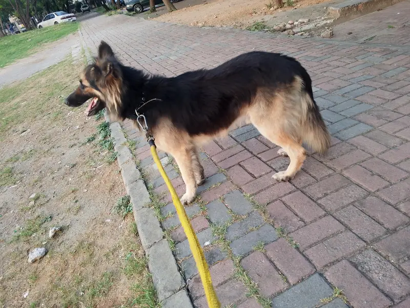 German Shepherd Long Coat urgent sale — photo 5