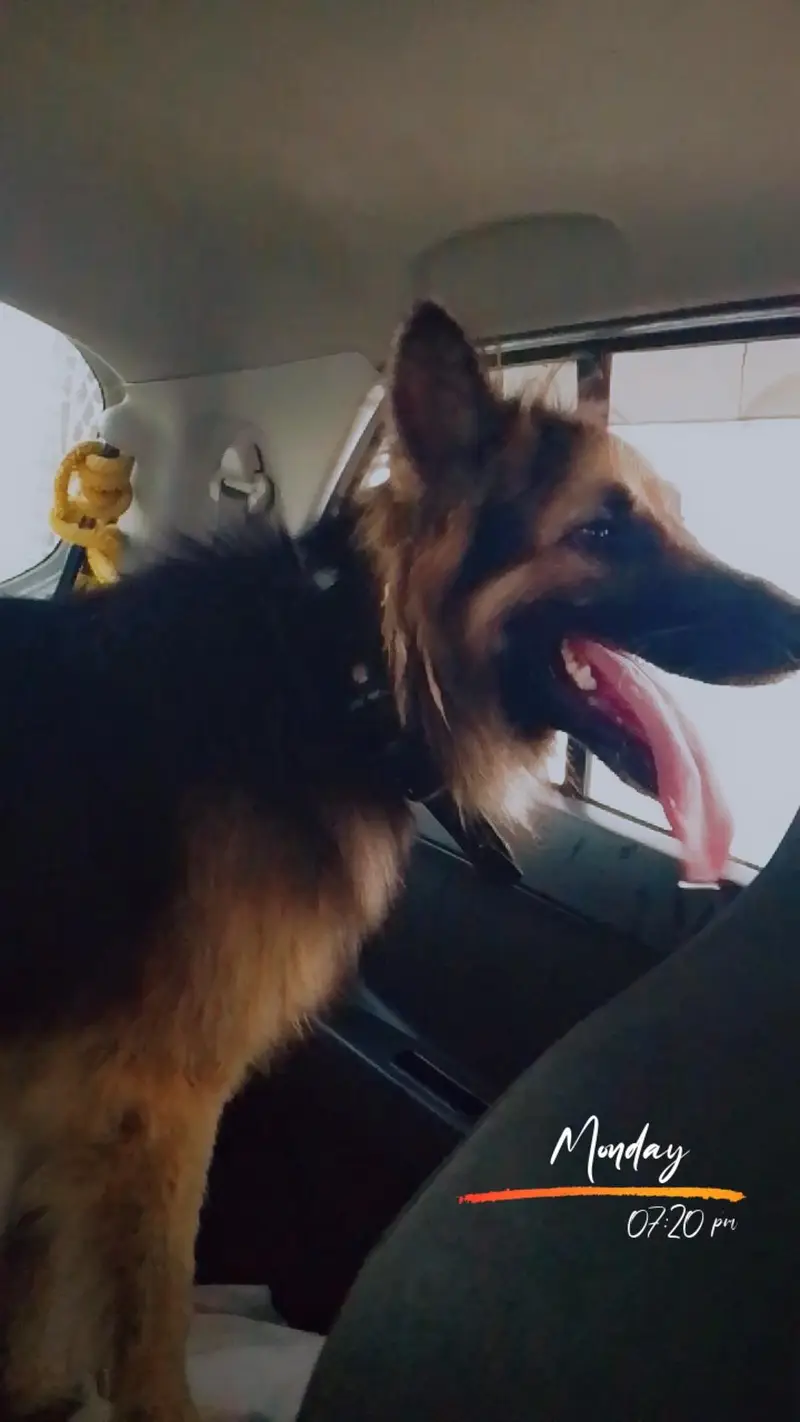 German Shepherd Long Coat urgent sale — photo 6