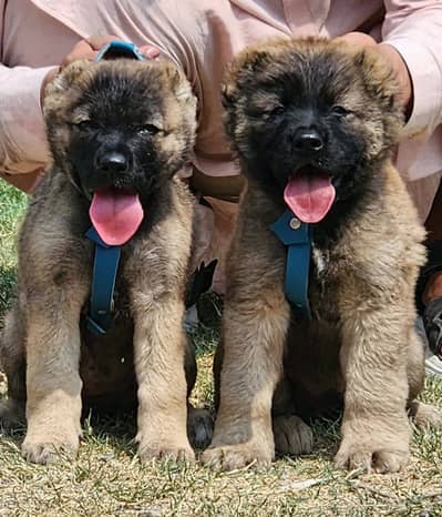 Alabai puppy | security dog | alabai pair