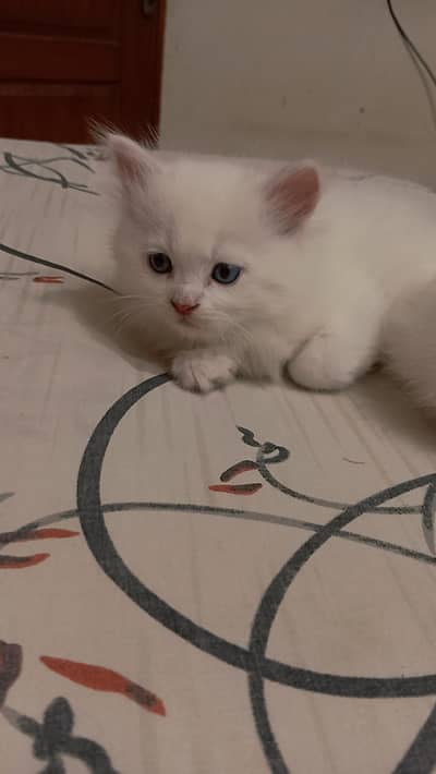 Persian Kitten For Sale