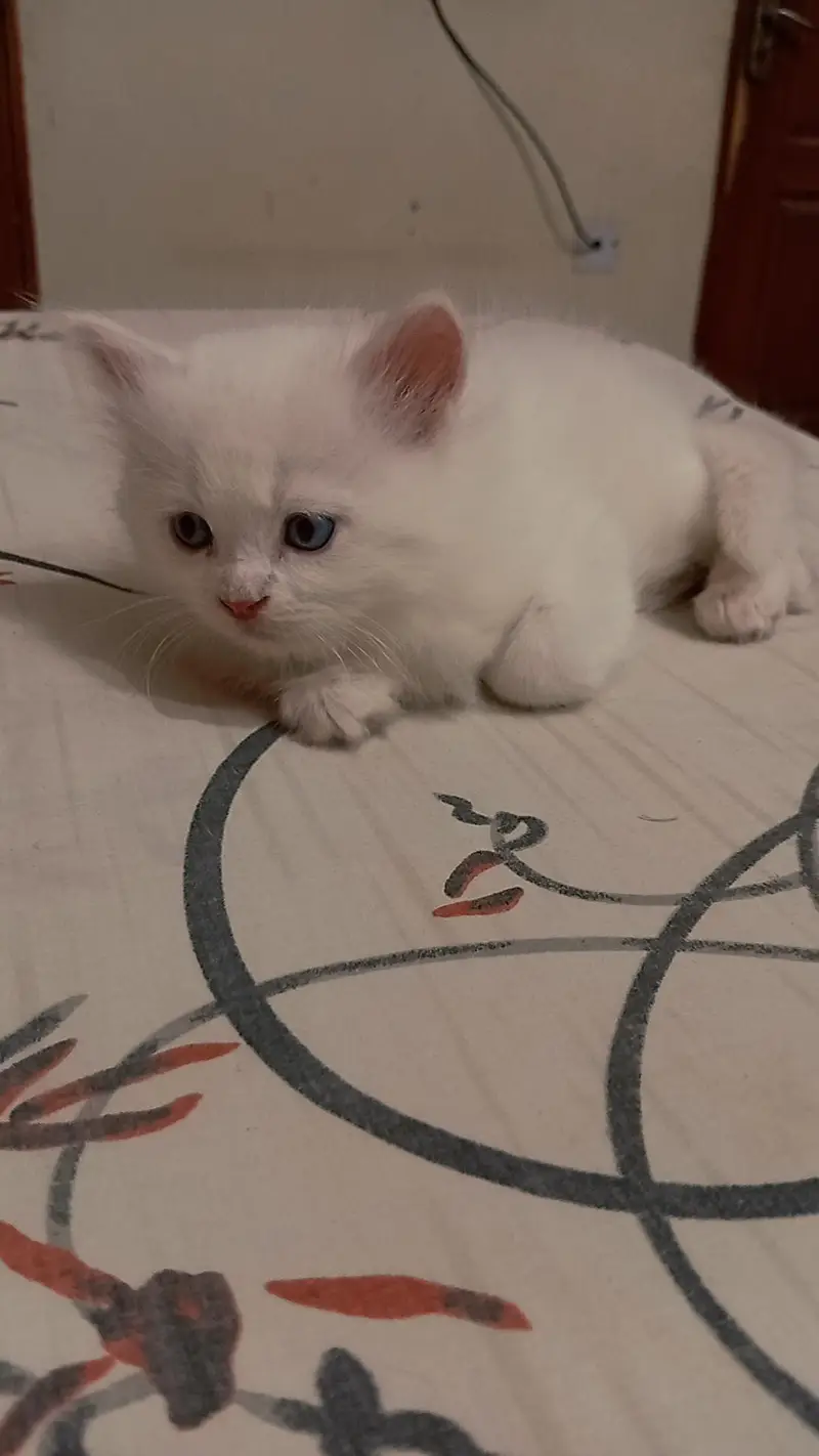Persian Kitten For Sale — photo 2