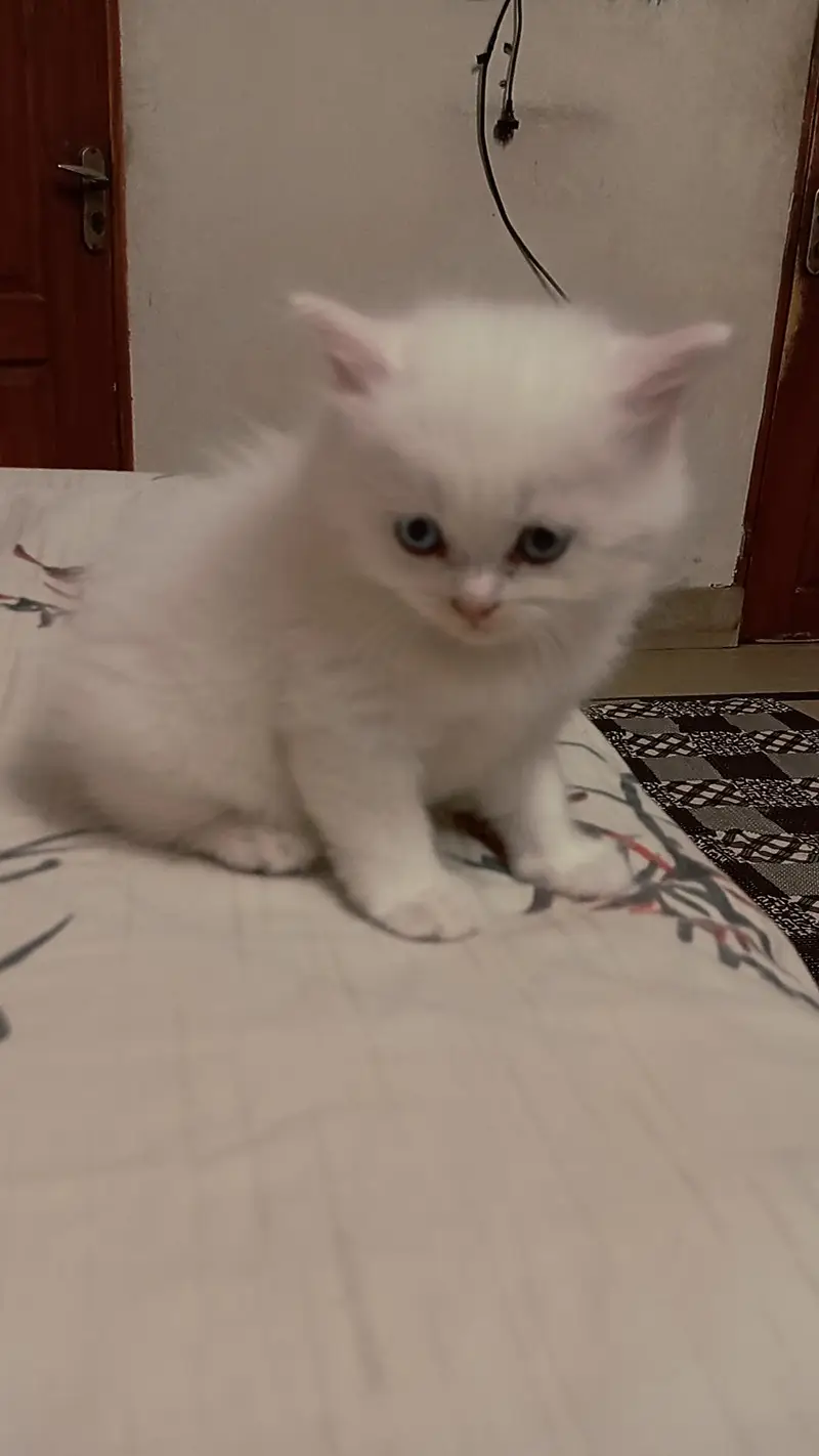 Persian Kitten For Sale — photo 3