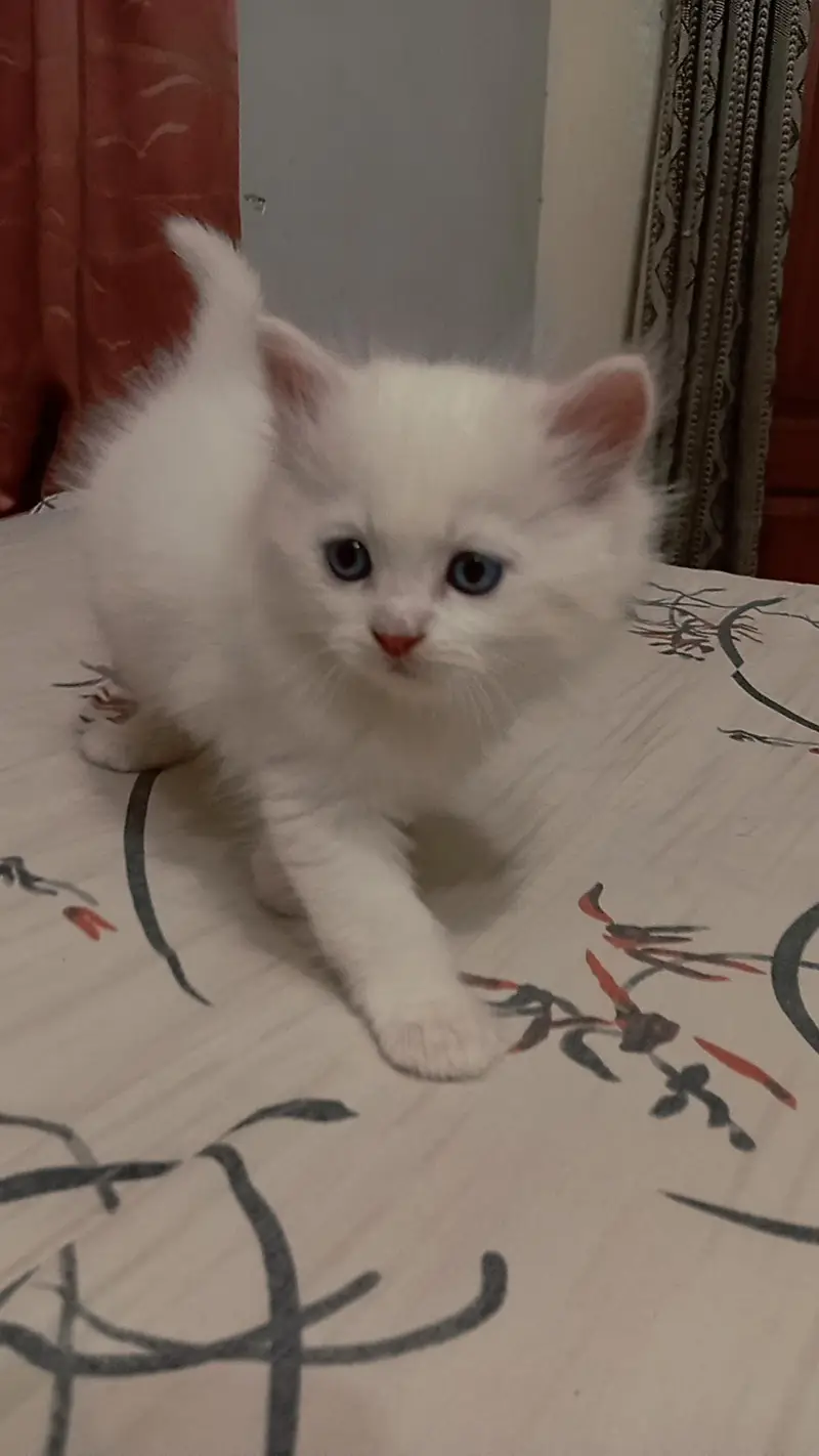 Persian Kitten For Sale — photo 4
