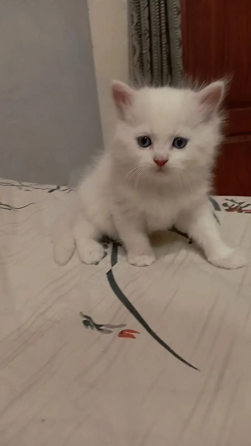 Persian Kitten For Sale — photo 5